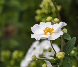 Autumn Anemone Prints: Color outdoor floral image of a white blooming autumn anemone blossom with buds taken on a sunny summer day