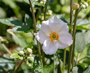 Depth Of Field Prints: Color outdoor floral image of a white blooming autumn anemone blossom with buds taken on a sunny summer day