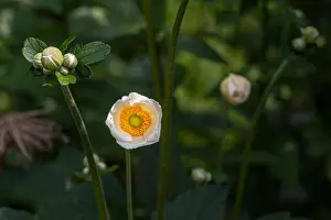 Autumn Anemone Prints: Color outdoor floral image of a young blooming white autumn anemone blossom with buds on a bright sunny summer day with