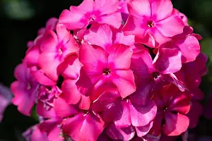 Phlox Prints: Color outdoor floral macro of a cluster / ball of red phlox blossom with natural blurred background taken on a sunny