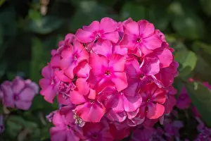 Color outdoor floral macro of a cluster / ball of red phlox blossom with natural blurred background taken on a sunny