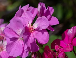 Phlox Prints: Color outdoor floral macro of a cluster of red phlox blossoms with natural blurred background taken on a sunny summer