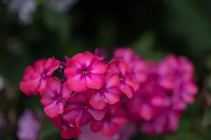 Depth Of Field Prints: Color outdoor floral macro of a cluster of red phlox blossoms with natural blurred background taken on a sunny summer