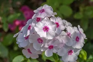 Color outdoor floral macro of a cluster of white red phlox blossoms with natural blurred background taken on a sunny
