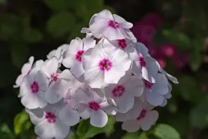 Phlox Prints: Color outdoor floral macro of a cluster of white red phlox blossoms with natural blurred background taken on a sunny