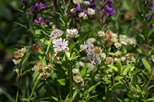 Color outdoor floral macro of flowering astrantia blossoms