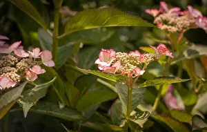 Color outdoor floral macro of a flowering pink white hydrangea blossom with petals and pedicels