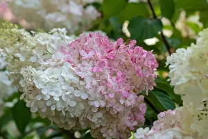 Depth Of Field Prints: Color outdoor floral macro of a flowering pink white large hydrangea blossom with petals taken on a sunny summer day