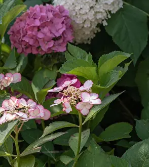 Hydrangea Prints: Color outdoor floral macro of a flowering pink white young hydrangea/hortensia blossom