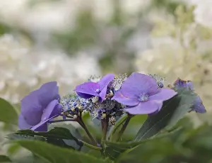 Hydrangea Prints: Color outdoor floral macro of a flowering violet hydrangea/hortensia blossom