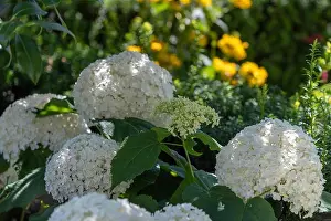 Hydrangea Prints: Color outdoor floral macro of flowering white hydrangea / hortensia with large lush blossoms