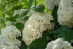 Hydrangea Prints: Color outdoor floral macro of a flowering white hydrangea with large lush blossoms taken on a bright sunny summer day