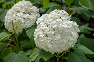 Hydrangea Prints: Color outdoor floral macro of a flowering white hydrangea with large lush round blossoms taken on a bright sunny summer