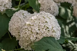 Hydrangea Prints: Color outdoor floral macro of a flowering white large lush round hydrangea blossoms taken on a bright sunny summer day