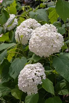 Hydrangea Prints: Color outdoor floral macro of a flowering white large lush round hydrangea blossoms taken on a bright sunny summer day