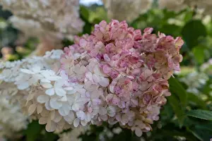Color outdoor floral macro of a flowering white pink lush hydrangea / hortensia blossom with petals taken on a sunny