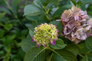 Depth Of Field Prints: Color outdoor floral macro of a flowering young pink green hydrangea blossom with petals