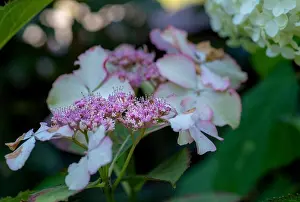 Depth Of Field Prints: Color outdoor floral macro of the inner of a flowering pink white hydrangea blossom with petals and pedicels