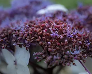Hydrangea Prints: Color outdoor floral macro of the inner of a flowering violet white red hydrangea blossom with petals and pedicels