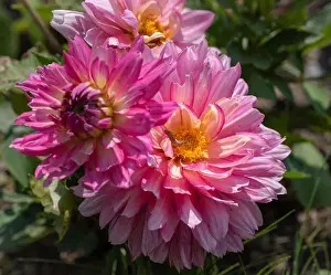 Dahlia Prints: Color outdoor floral macro of a lush bunch of pink yellow dahlia blossoms with a caterpillar on natural blurred