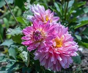 Color outdoor floral macro of a lush bunch of violet pink yellow dahlia blossoms on natural blurred background taken