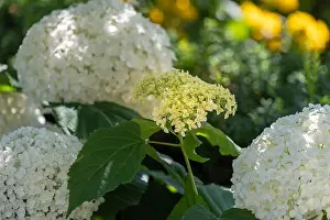 Hydrangea Prints: Color outdoor floral macro of an opening young white hydrangea blossom with large lush blossoms taken on a bright sunny
