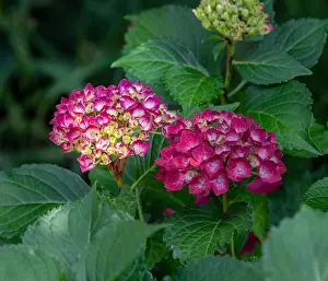 Color outdoor floral macro of a pair of flowering purple red yellow hydrangea /hortensia blossoms