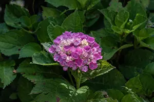 Hydrangea Prints: Color outdoor floral macro of a single flowering pink white violet hydrangea / hortensia blossom with petals