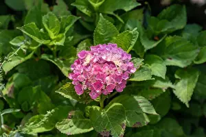 Hydrangea Prints: Color outdoor floral macro of a single flowering pink white violet hydrangea / hortensia blossom with petals