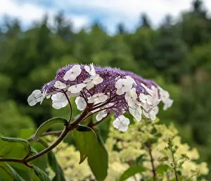 Hydrangea Prints: Color outdoor floral macro of a single isolated flowering violet white hydrangea / hortensia blossom taken on a sunny