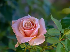 Color outdoor floral macro of a single isolated pink rose blossom on natural blurred green background with detailed