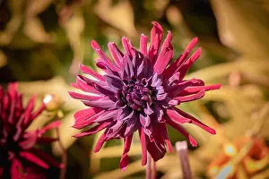 Dahlia Prints: Color outdoor floral macro of a single isolated red purple star formed dahlia blossom on natural blurred yellow brown