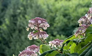 Color outdoor floral macro of thze inner of a flowering blue violet white hydrangea / hortensia blossom with petals