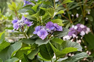 Color outdoor floral macro of violet hydrangea/hortensia blossoms on a shrub taken on a sunny summer day with natural
