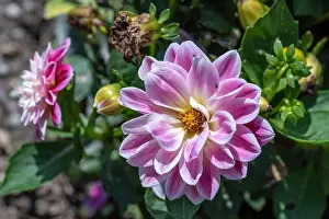 Dahlia Prints: Color outdoor floral macro of a wide open white pink dahlia blossom with insects on natural blurred green background