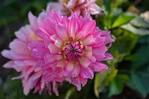 Dahlia Prints: Color outdoor floral macro of a wide open white pink dahlia blossom in the shadow on natural blurred green background