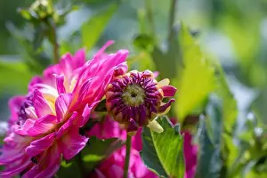 Dahlia Prints: Color outdoor floral macro of a young