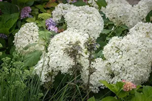 Hydrangea Prints: Color outdoor image of two small elderberry/black/european elder trees in front of large white lush hydrangea/hortensia