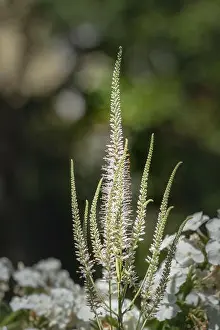 Color outdoor macro of a blooming branch of a green white bowman's root/culverphysic/culver's physic/culver's root stem