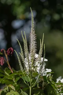 Color outdoor macro of a blooming branch of a green white bowman's root/culverphysic/culver's physic/culver's root stem