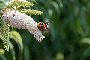 Garden Magazine Prints: Color outdoor macro of a vanessa atalanta/red admiral/red admirable butterfly