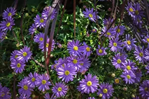 Color outdoor natural floral close up image of a bunch / bouquet of flowering violet yellow erigeron/daisy blossoms