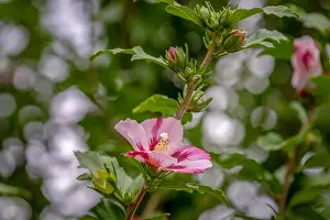 Color outdoor natural floral close up image of a red white hibiscus blossom on a bush / shub with green leaves
