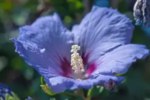 Pedicel Prints: Color outdoor natural floral close up image of a single blue purple hibiscus blossom on a green bush taken on a sunny