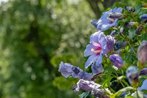 Color outdoor natural floral close up image of a single blue violet purple hibiscus blossom on a shrub with bright