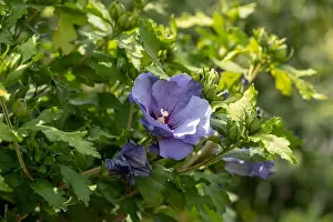 Color outdoor natural floral close up image of a single violet purple hibiscus blossom on a green bush with buds taken