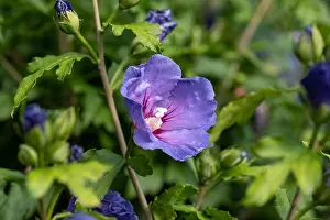 Pedicel Prints: Color outdoor natural floral close up image of a single violet purple hibiscus blossom on a green bush with buds taken