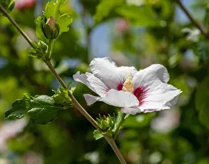 Pedicel Prints: Color outdoor natural floral close up image of white red hibiscus blossoms
