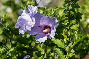 Violet Blue Prints: Color outdoor natural floral close up of light blue violet purple hibiscus blossoms on a green bush