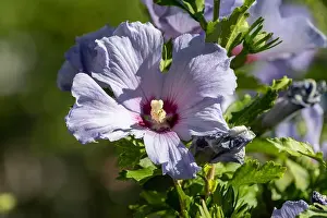 Violet Blue Prints: Color outdoor natural floral close up of light blue violet purple hibiscus blossoms on a green bush